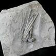 Hypselocrinus Crinoid Fossil - Crawfordsville, Indiana #19871-2